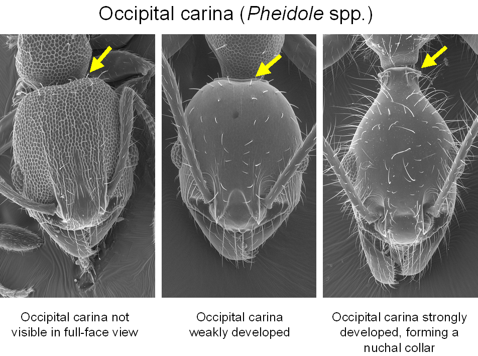 Fig013_occipital carina